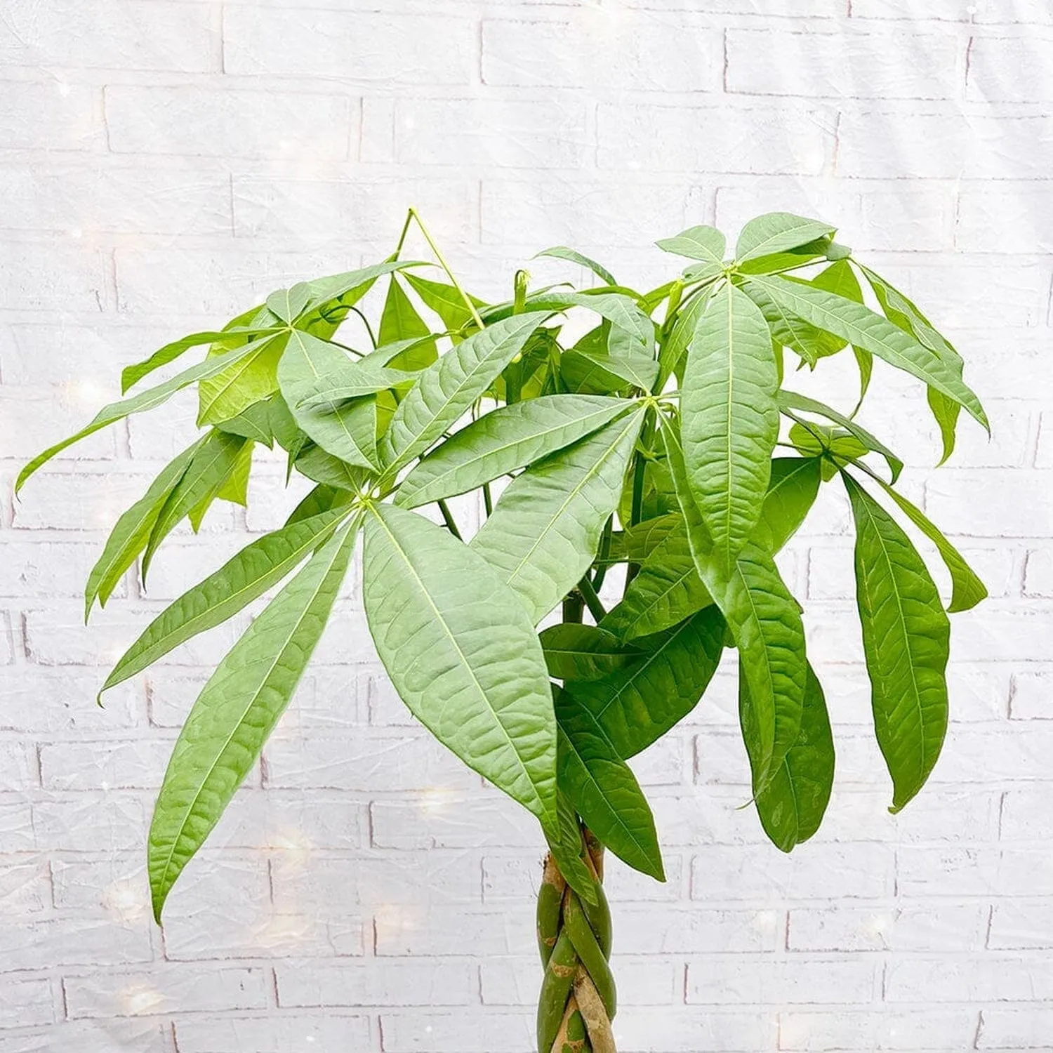 110 - 130cm Pachira Aquatica Money Tree 24cm Pot House Plant