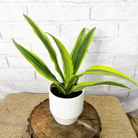 20 - 30cm Dracaena Lemon Surprise 12cm Pot House Plant