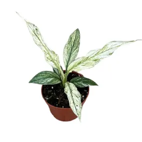 20 cm  Spathiphyllum Sensation Variegata House Plant 10,5 cm Pot