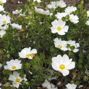 Cistus x obtusifolius