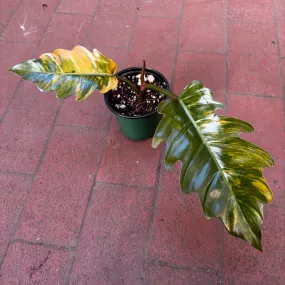 Philodendron Caramel Marble