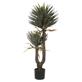 Yucca 145cm