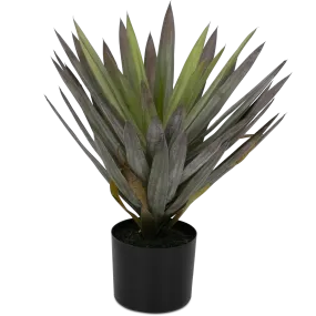 Yucca 50cm